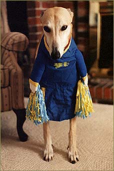 lesgo labrador lesgo!!
